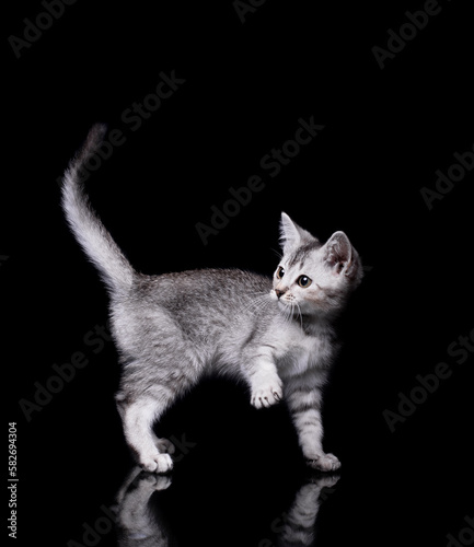 Gray kitten on a black background with reflection