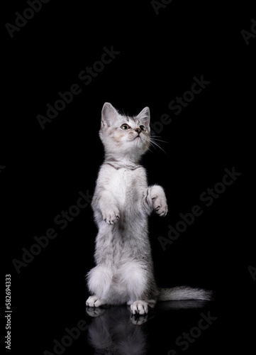 Gray kitten on a black background with reflection © Dmitriy Kirshman