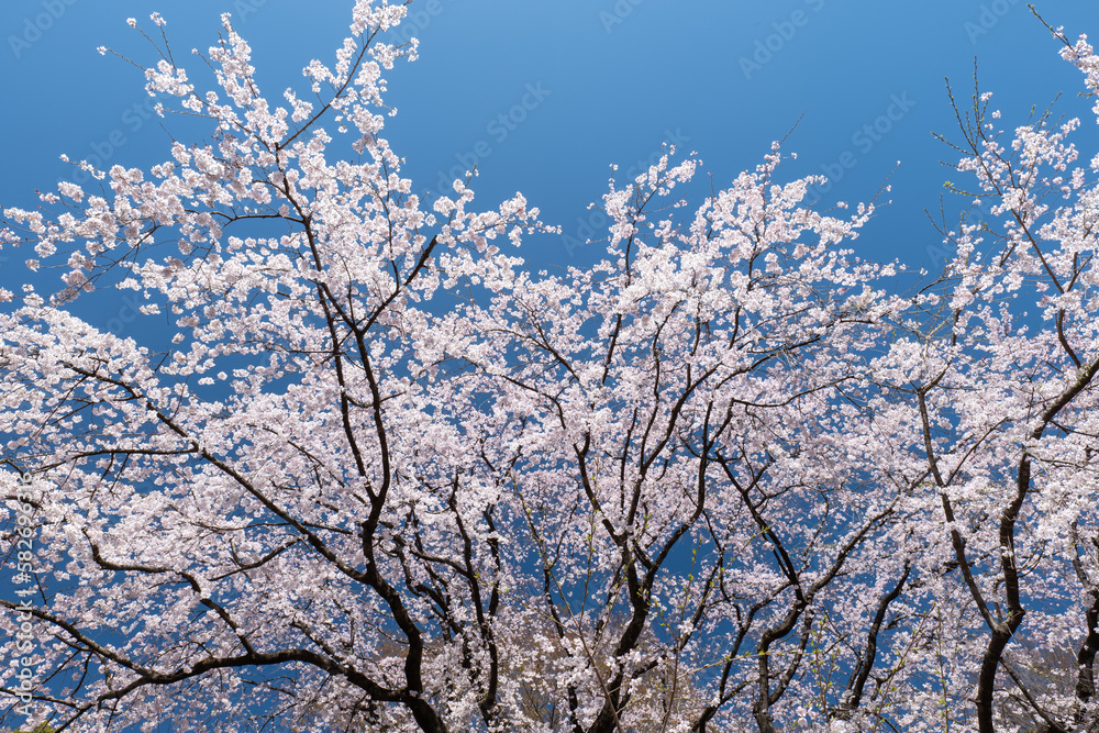 満開のしだれ桜と青空　3月　東京都文京区六義園