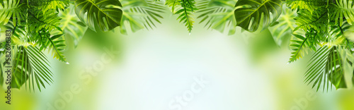 Abstract summer tropical foliage background. Green exotic plants.Banner