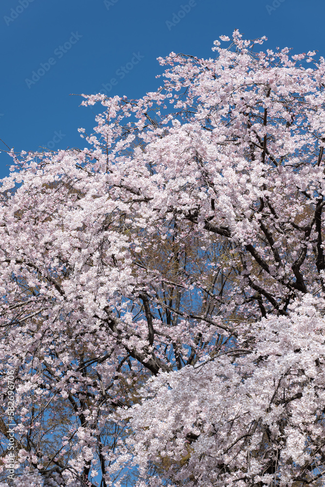 満開のしだれ桜と青空　3月　東京都文京区六義園