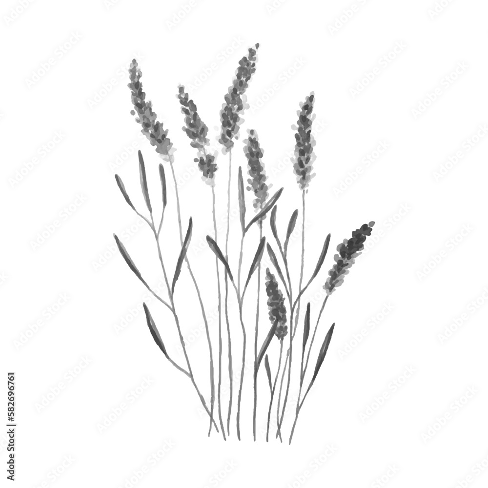 Fototapeta premium Lavender watercolor monochrome. Vector illustration
