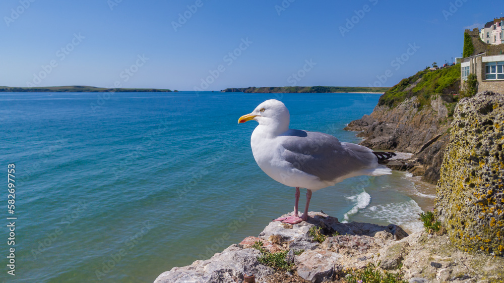 Herring Gull standing on a seaside cliff (Tenby, Wales, United Kingdom) Herring Gull standing on a seaside cliff (Tenby, Wales, United Kingdom)
