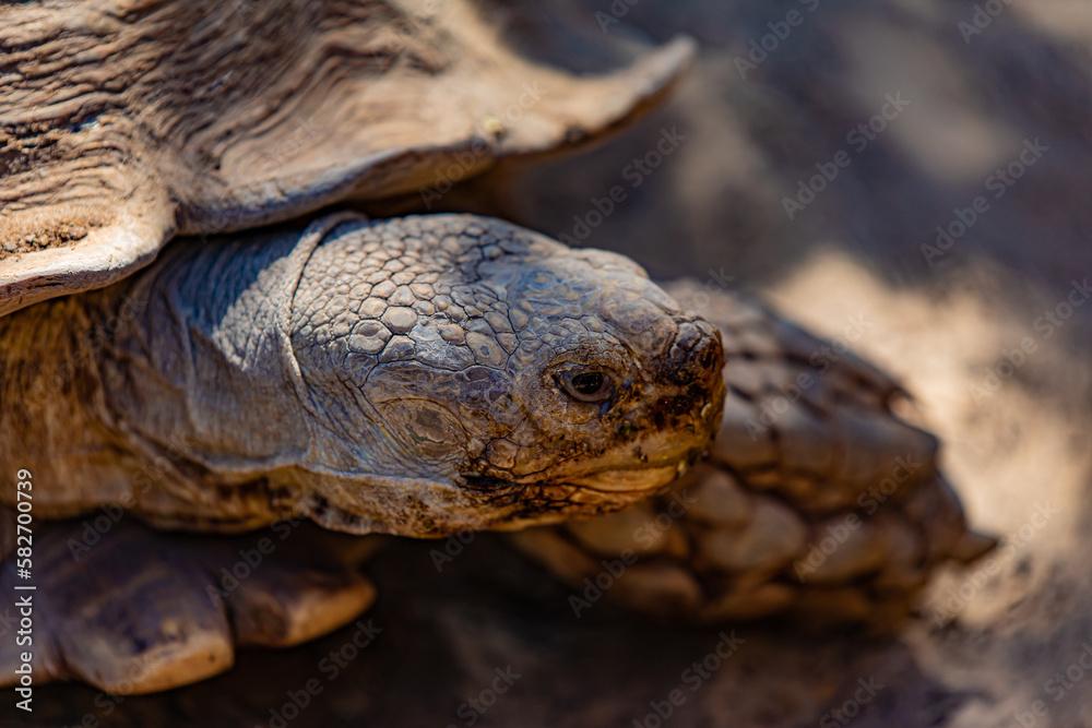 Naklejka premium turtle on the ground