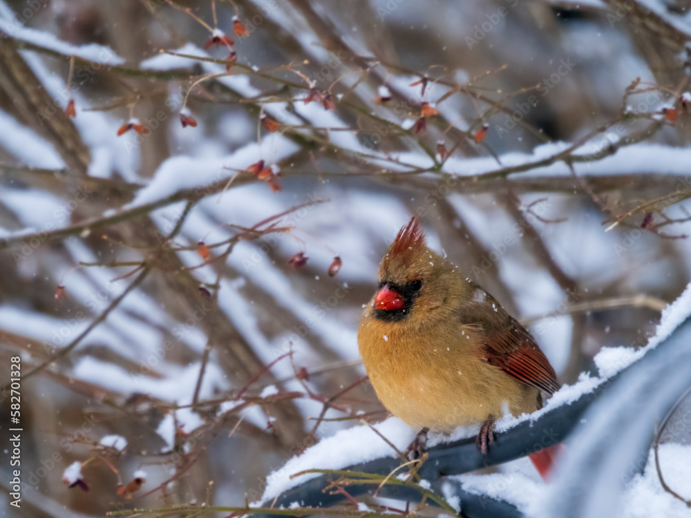 Female northern cardinal siting on snow-covered branch