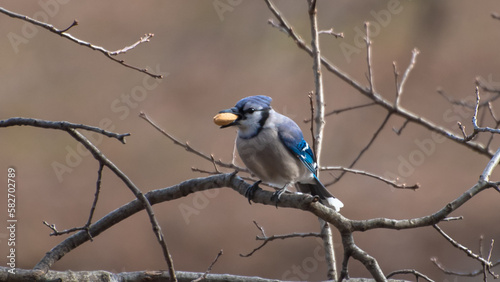 Blue jay, Central Park, New York