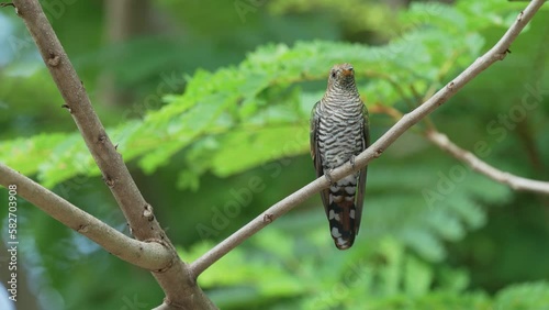 Asian Emerald Cuckoo Scientific Name:Chrysococcyx maculatus bird standing on a fresh branch with green leaves resting. photo