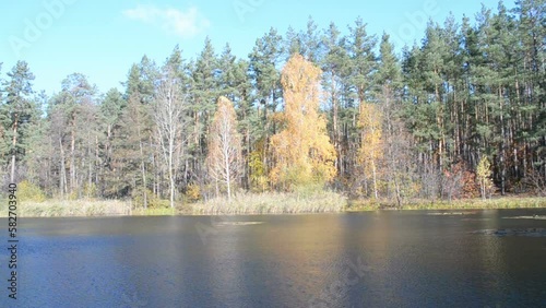 autumn daylight landscape, fall forest tree near water in sunny day, environment diversity