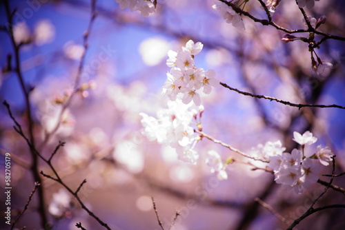 春に咲く桜や花壇の花