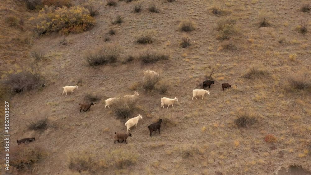 Herd of mountain goats Herd of mountain goats