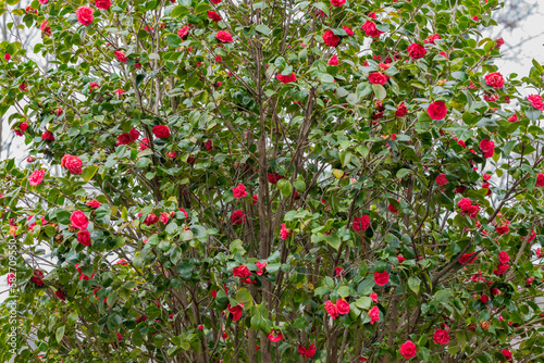 rosal de flores rosas con hojas verdes