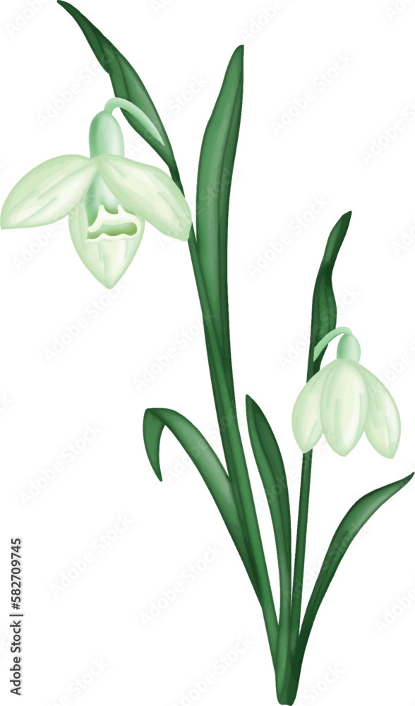 Snowdrop flower with green leaves clipart. Winter flower design element isolated on white background for pattern, decoration, planner sticker, sublimation and more.