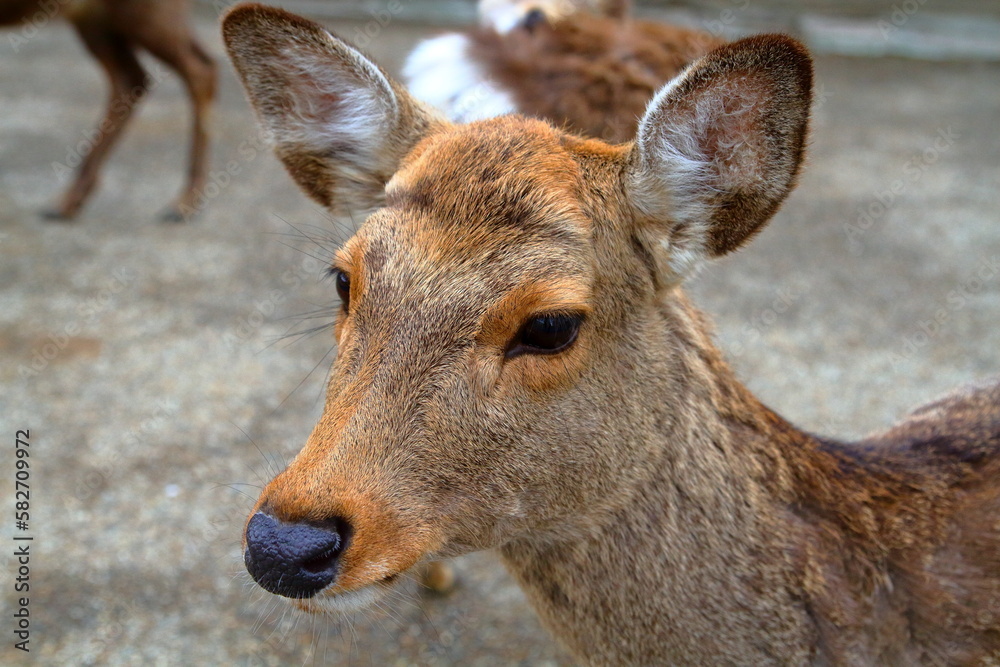 奈良公園の鹿 奈良公園の鹿
