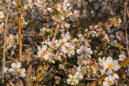 arbusto de flores blancas pequeñas
