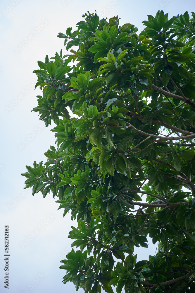 Majestic Large Tree with Lush Foliage Majestic Large Tree with Lush Foliage