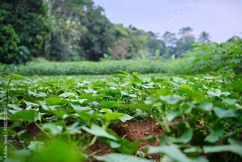 Sweet Potato Farm: A Promising Cultivation Site
