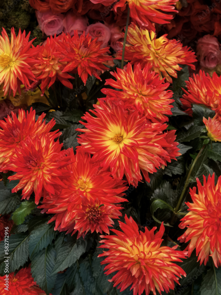 red and yellow chrysanthemum red and yellow chrysanthemum