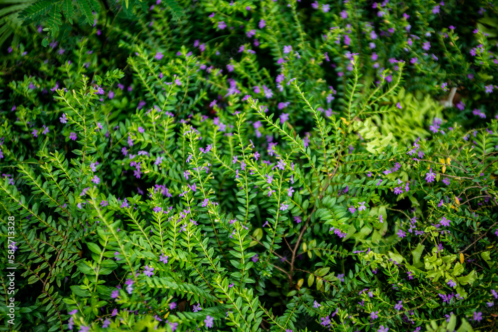 green moss background and little kind of flower green moss background and little kind of flower