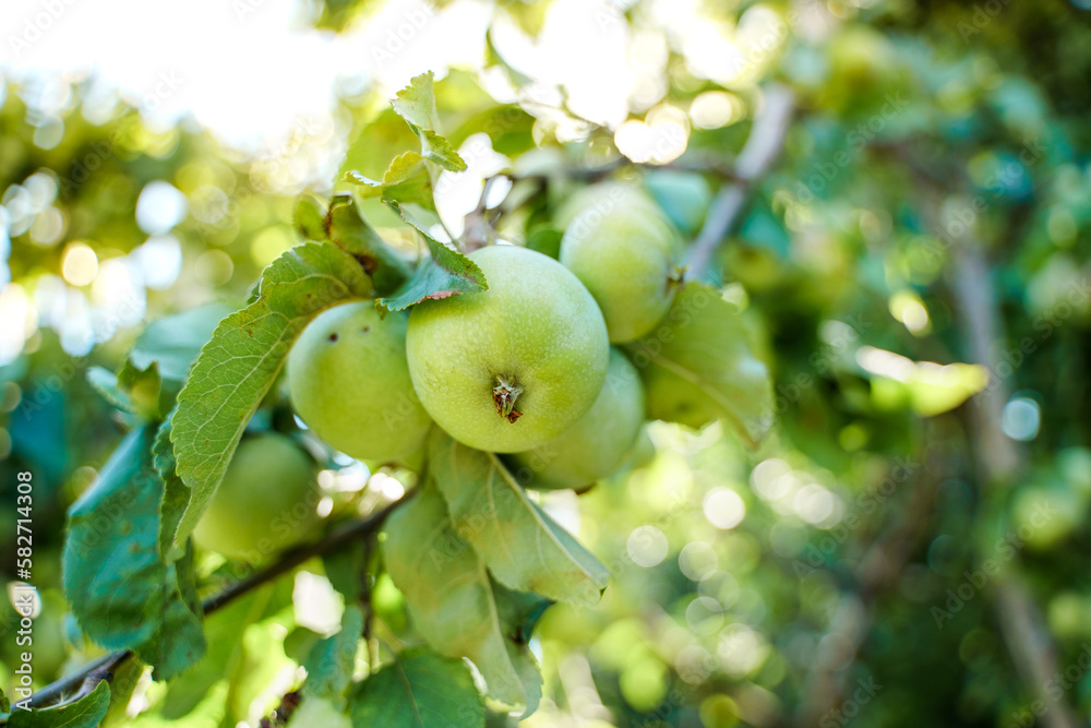 Apples ripen on a tree in the garden in summer
