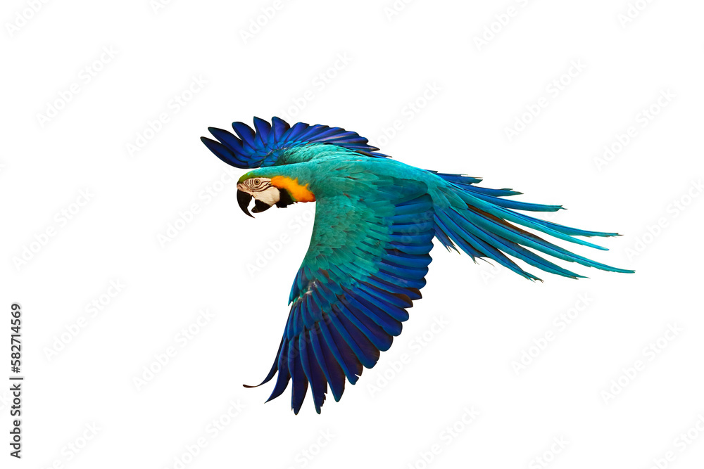 Fototapeta premium Colorful Blue and gold macaw parrot flying isolated on transparent background png file