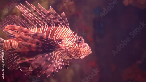 Huge backlit fish tank. Zebra Lionfish float in the water column among corals