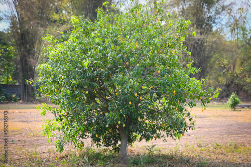 Marian plum fruit in marian plum tree in the garden tropical fruit orchard, Name in Thailand Sweet Yellow Marian Plum Maprang Plango or Mayong chid