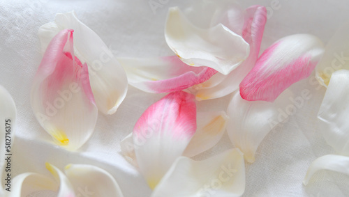 Pink and white tulip petals on white linen