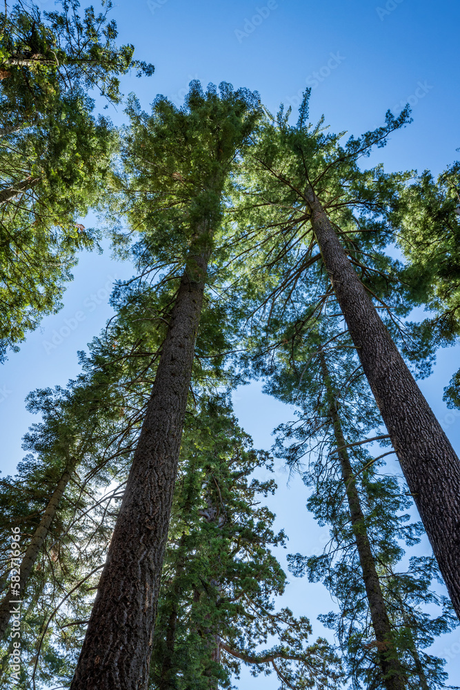 Fototapeta premium The Bachelor and Three Graces in Mariposa Grove of Giant Sequoias, Yosemite National Park, California, USA.