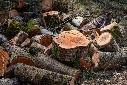 Multiple Pieces of Freshly Cut Wood Prepared for Future Timber Work