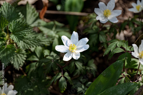 beautiful Spring flowers in forest - wood anemone  Anemone nemorosa
