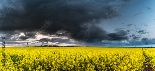 Rapeseed Field With Stormy Cloudy Sky in Background. Panorama Photo
