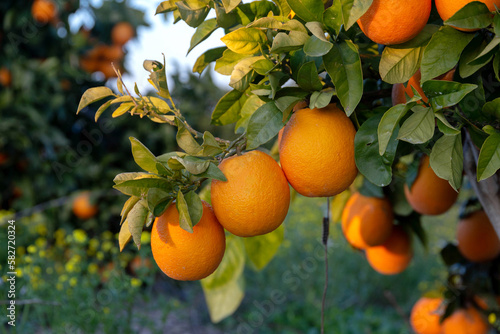 Branch with ripe oranges in a citrus orchard. Citrus sinensis. Close-up. Citrus harvest in Israel Winter
