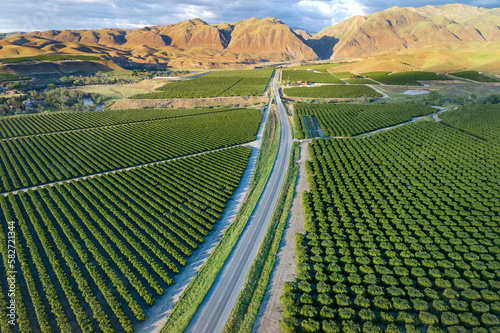 Olive Plantation in Bakersfield, California. Beautiful Sunset Light. USA.