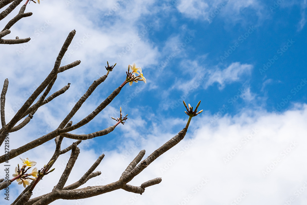 White flowers on tree branch without leaves against cloudy sky. Plumeria or frangipani plant. White flowers on tree branch without leaves against cloudy sky. Plumeria or frangipani plant.
