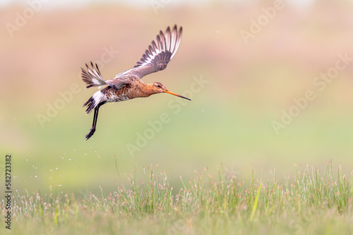 Black-tailed Godwit wader bird preparing for landing and calling