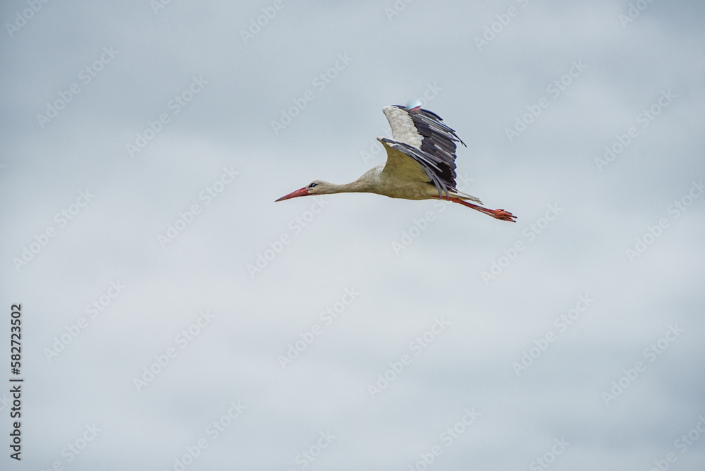 Obraz premium Flying Stork. Cloudy Blue Sky in Background