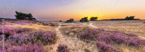Sunset over heathland Veluwe Netherlands