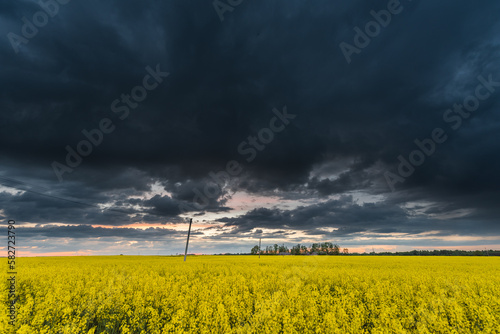 Rapeseed Field With Stormy Cloudy Sky in Background.
