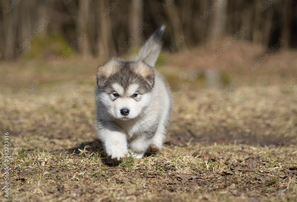 Alaskan Malamute Puppy. Closeup Portrait. Walking on the Grass. Young Dog