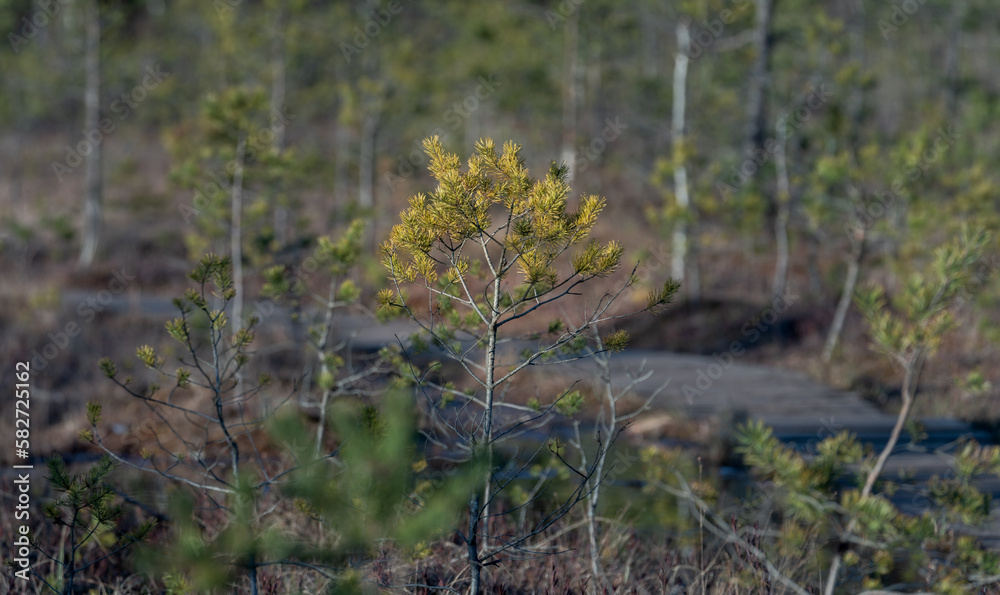 Green Pine Branch in the forest. Green Pine Branch in the forest.