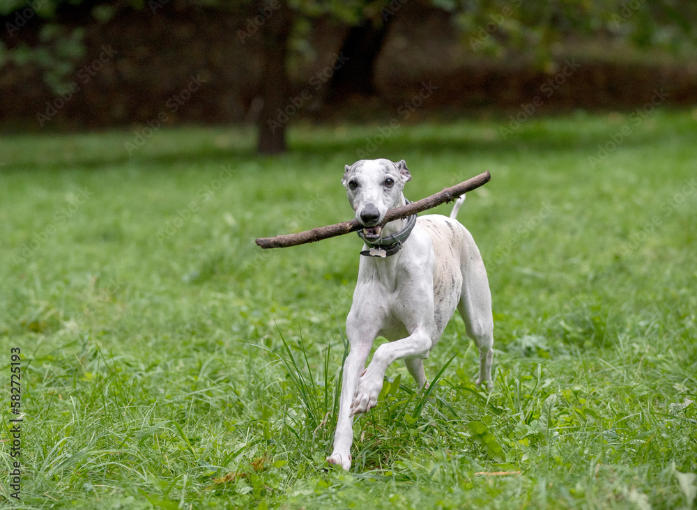 Whippet Breed Dog Running on the Grass. Branch in Mouth