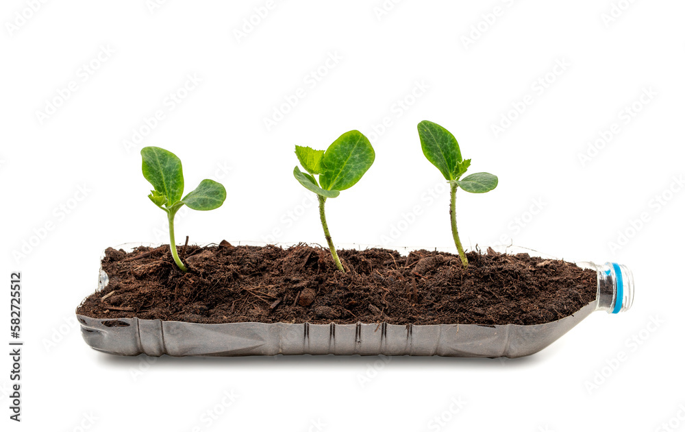 Young green plants seedlings growing in plastic bottle isolated on white background. Ecology and Environmental conversation. Earth day concept. Young green plants seedlings growing in plastic bottle isolated on white background. Ecology and Environmental conversation. Earth day concept.