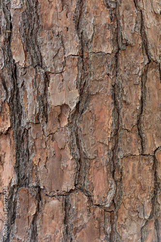 Tree Trunk Texture. Pine