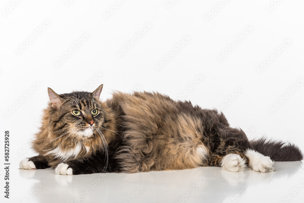 Curious and Angry Dark Cat Lying on the white table. Portrait. White background.