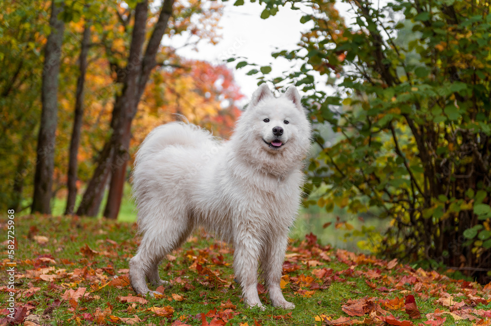 Wet Samoyed Dog on the grass. Autumn Maple Leaves in Background. Wet Samoyed Dog on the grass. Autumn Maple Leaves in Background.