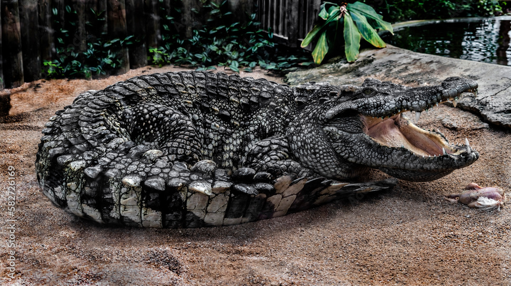 Fototapeta premium Siam crocodile near the pond. Latin name - Crocodylus siamensis 