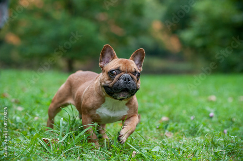 French Bulldog Walking on the grass. Portrait