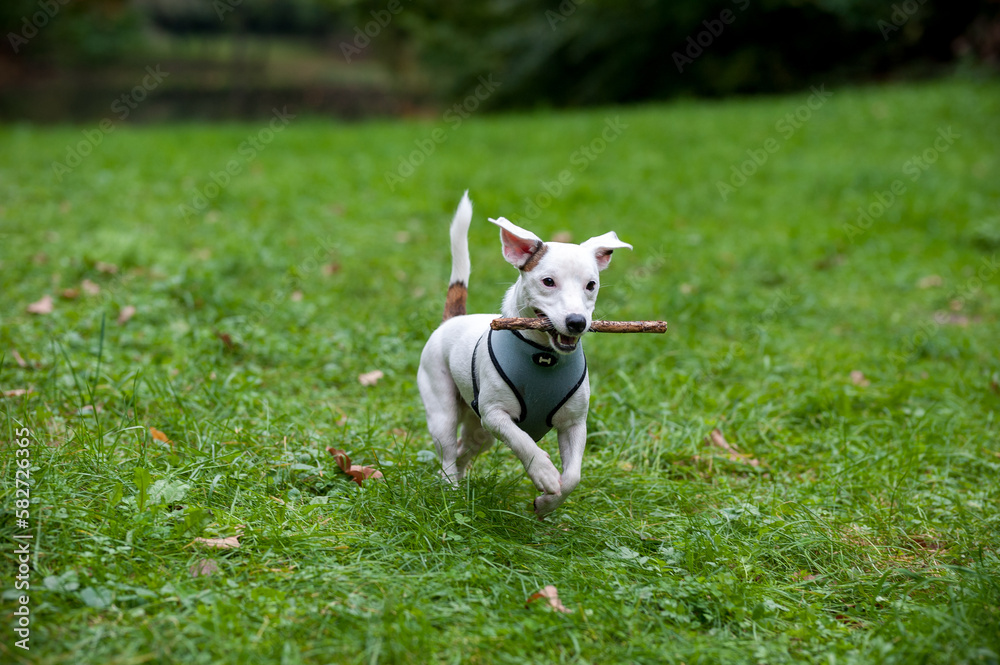 Happy Jack Russell Terrier Dog Running on the Grass with Branch Tree in Mouth Happy Jack Russell Terrier Dog Running on the Grass with Branch Tree in Mouth