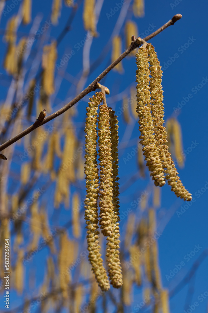 Staminate catkins of common hazel (lat. Corylus avellana) bloomed in early spring before the appearance of leaves. Hazel (lat. Corylus) is a genus of shrubs in the Birch family.