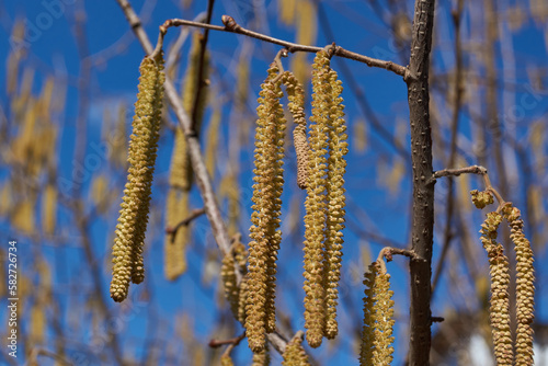 Staminate catkins of common hazel (lat. Corylus avellana) bloomed in early spring before the appearance of leaves. Hazel (lat. Corylus) is a genus of shrubs in the Birch family.